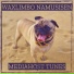 Mediahost Tunes