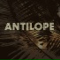 Antilope feat. DJ Papa