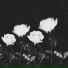 NLXTN