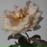 ennabee