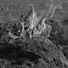 Cortex Draconis