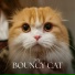 Music for Cats Peace