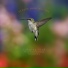 Calming Bird Background Sounds