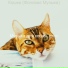 Музыка для кошек люкс