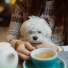 Koffee Kid
