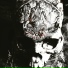 Blight