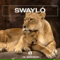 SWAYLÓ