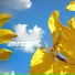Arom
