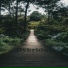 Hybridus
