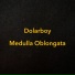 Dolarboy Totheworld
