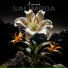 salimoqa