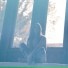 Birdy