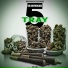 OD Rhymocide