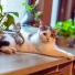 Cat Relaxing Master