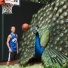 Flap PeaCock feat. aimforthemassacre, RAVEN.