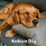 Calming Music For Pets
