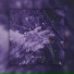 17 flowers