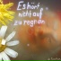 Die Flechten