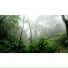 Calming Rainforest Sounds