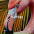 Flaminik