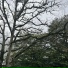 Okolonebo