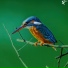 mockfly