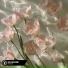 Byond Bliss