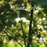 Flowscious