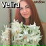 Velira