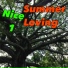 Nice1