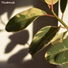 Reverso, Andrea Falsone