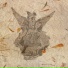 Polyphemus