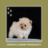 Dog Chill Out Music