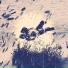 SHORETY, plwsp