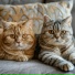 Beats Binaural, Soothing Pets, Rain Sounds FX