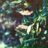 Thorn.vii, Korey Wade