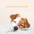 Calm Pets Music Academy