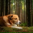 Zen Healing Melodies, Dog Whisper, Dog Relaxation