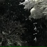 匕力坞, 苏柠