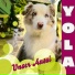 Yolina