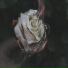 welldied