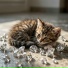 Sao Paulo