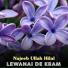 Najeeb Ullah Hilal
