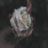 welldied