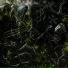 Kunsf