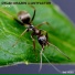Antfactor, Dylan Drazen
