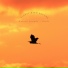Nature Sounds Birds