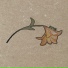 Myelin Tao