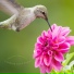 Calming Bird Songs