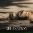 Soothing Cat Music